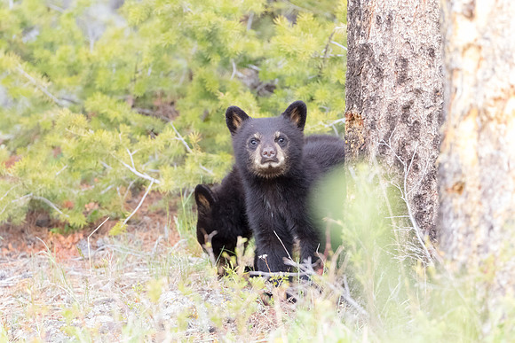 Black Bear Cub