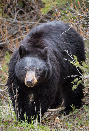 Black Bear