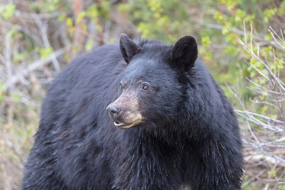 Black Bear