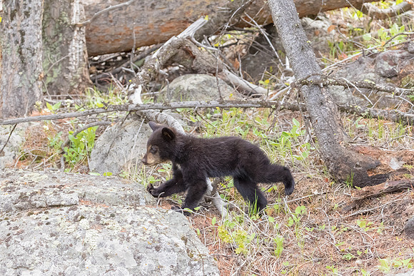 Black Bear Cub