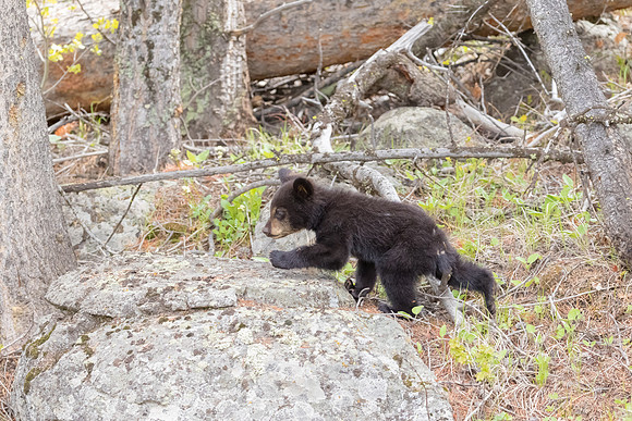 Black Bear Cub