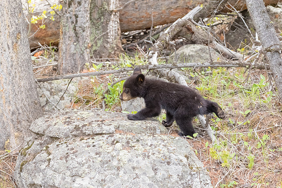 Black Bear Cub