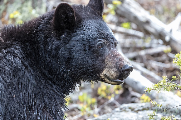Black Bear