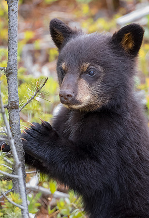 Black Bear Cub