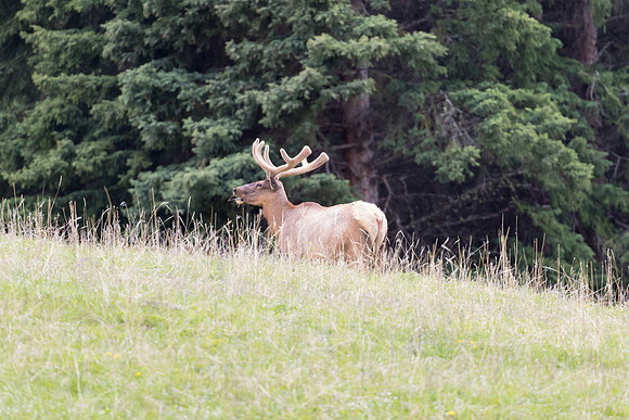 Elk