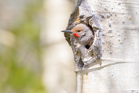 Northern Flicker