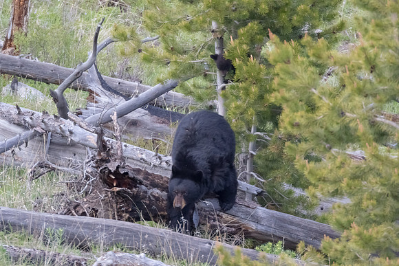 Black Bear: Sow & Cub