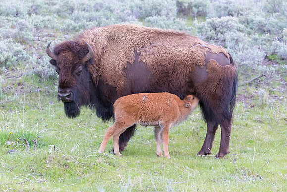 Bison nursing