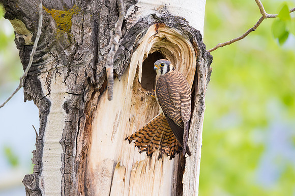 American Kestrel