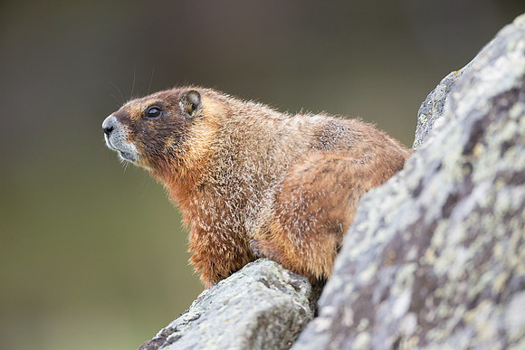 Yellow Bellied Marmot