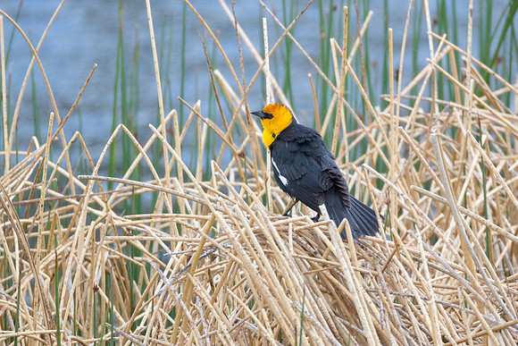 Yellow Headed Blackbird