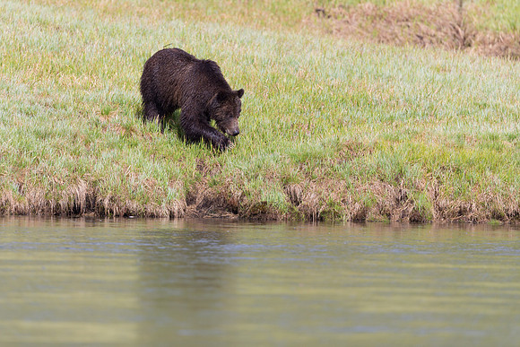 Grizzly Bear