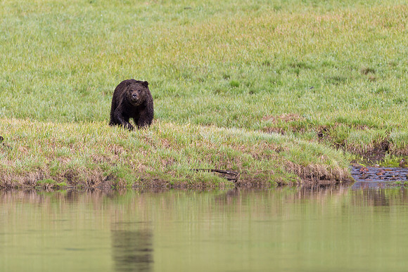 Grizzly Bear