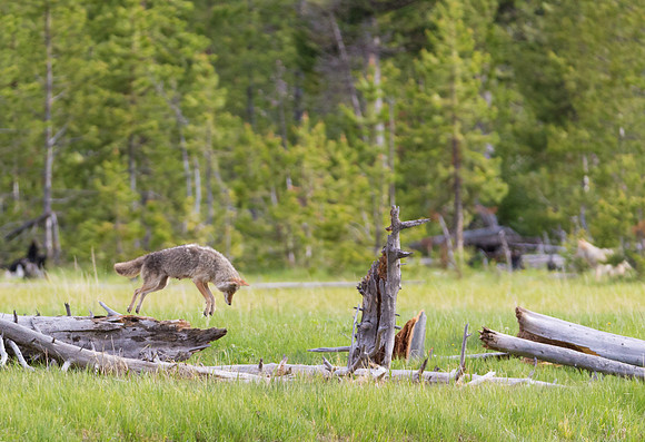 Coyote mousing