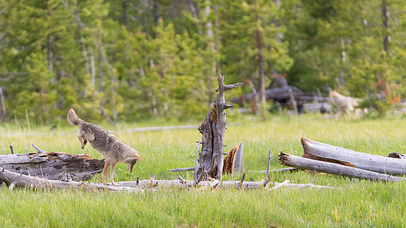 Coyote mousing