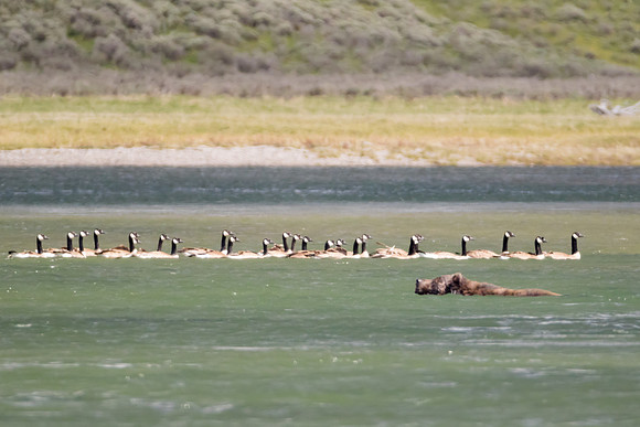 Grizzly swimming past Canada geese