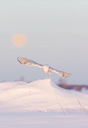 Snowy Owl and Canadian Moon setting