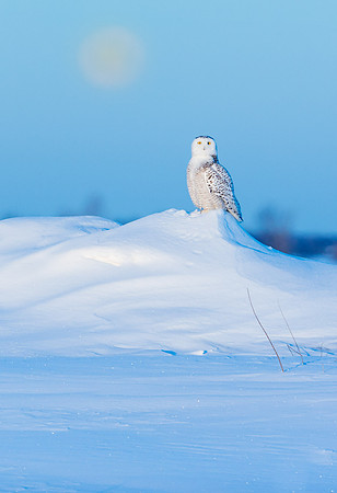 Snowy Owl and Canadian Moon setting