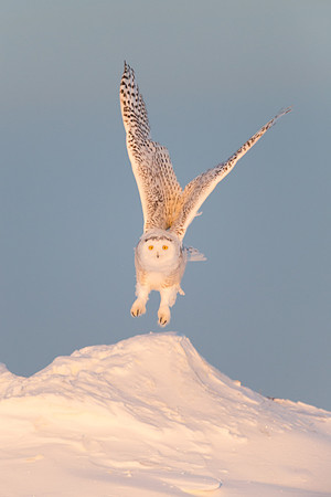 Snowy Owl Sunrise Blast Off