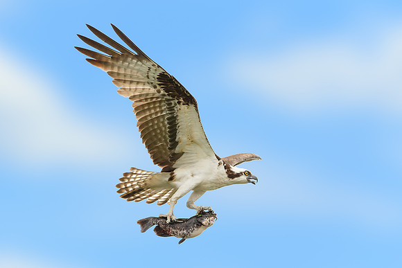 Osprey with Catfish