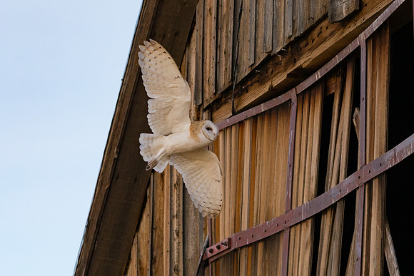 Barn Owl entering old barn