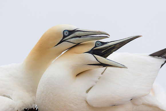 Nesting Gannets