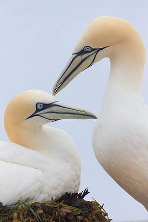 Nesting Gannets