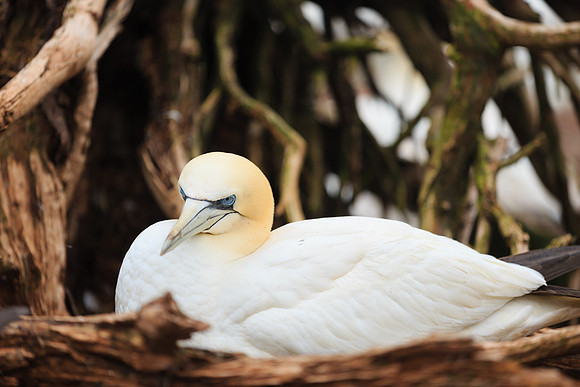 Gannet on nest