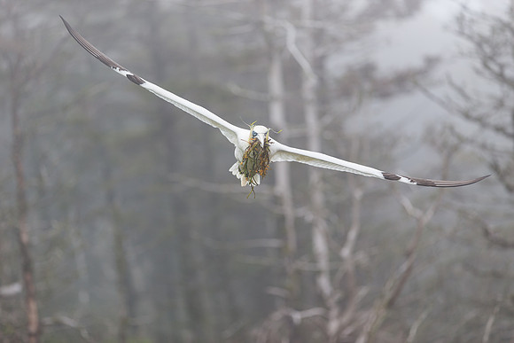Flying through the fog