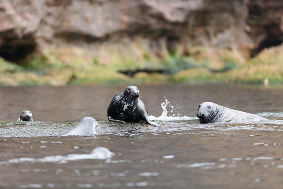 Grey Seal