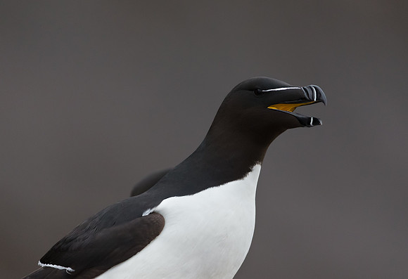 Razorbill