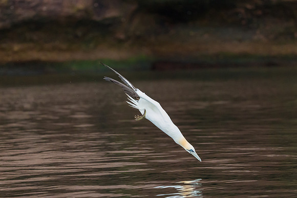 Gannet diving