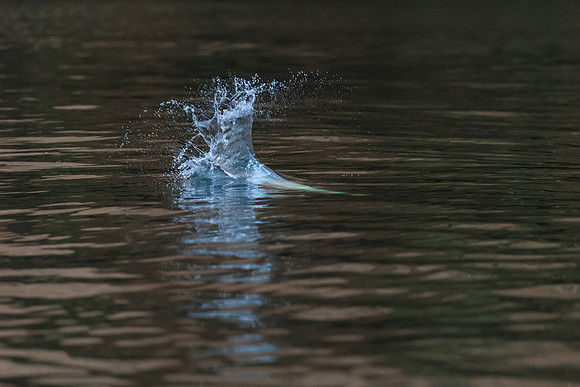 Gannet submerged