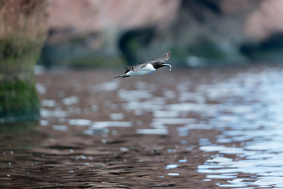Razorbill