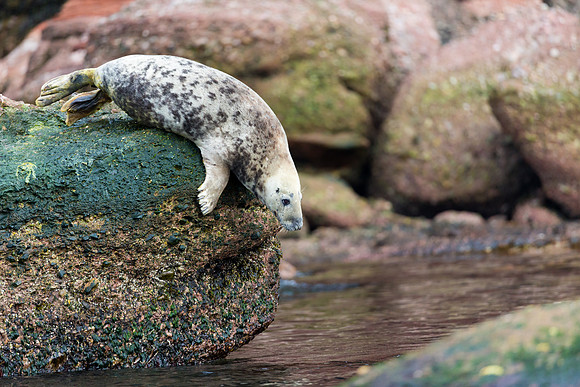 Grey Seal