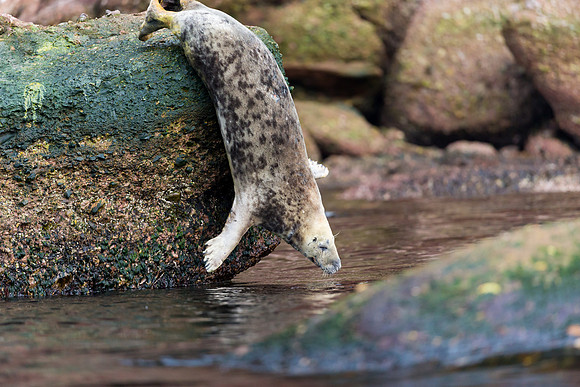 Grey Seal