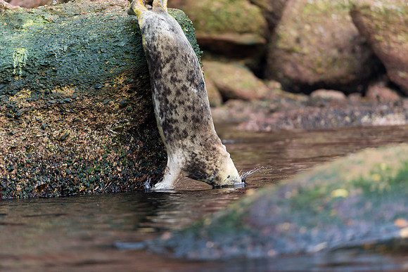 Grey Seal