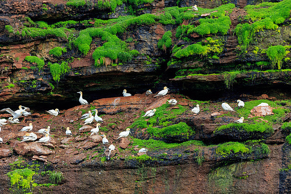 Gannets nesting cliffside