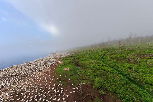 Wide angle (11mm) of Gannet colony