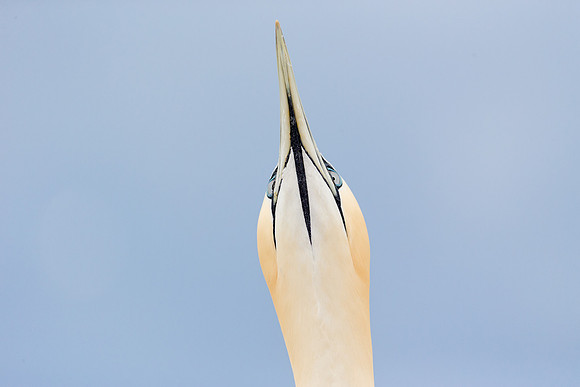 Gannet 'sky pointing'