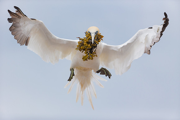 Brining home nesting material