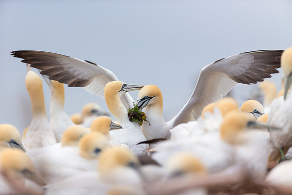 Greating after nesting material gift
