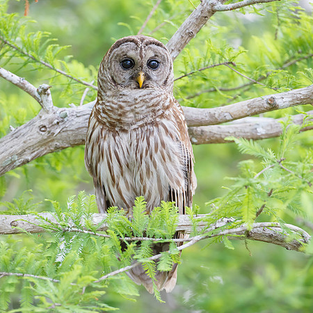 Barred Owl