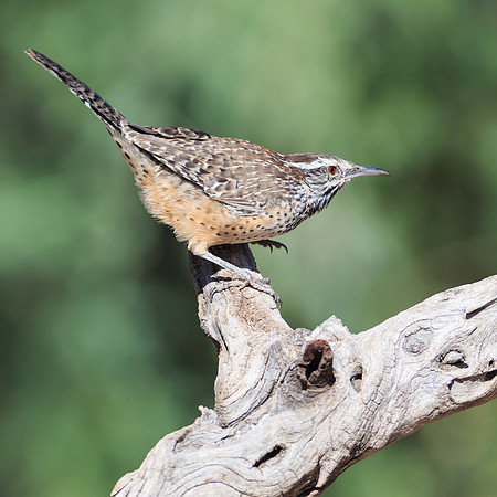 Cactus Wren