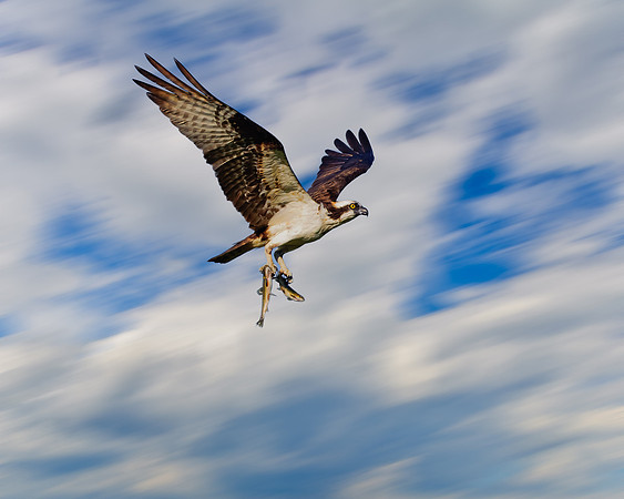 Osprey double fisted