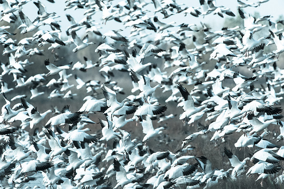 Snow Geese