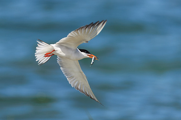Arctic Tern