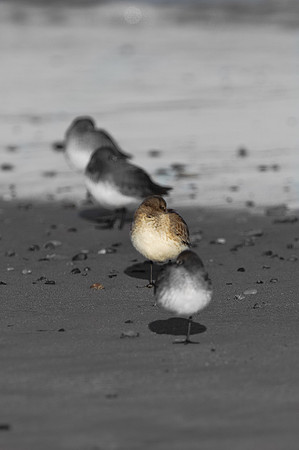 Row of Shorebirds