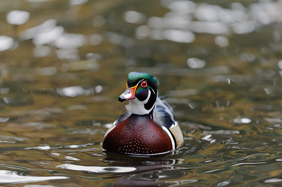 Wood Duck