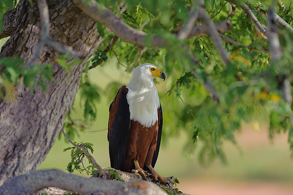Fish Eagle